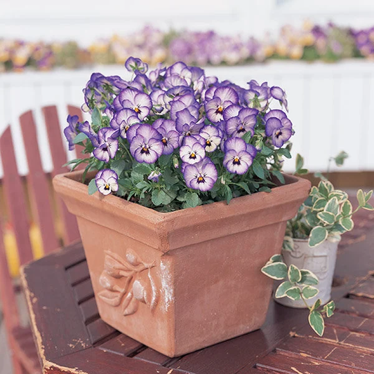 Viola Cornuta Grandissimo Icy Blue F1 Approx. 20 Seeds