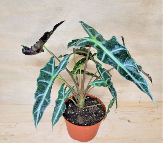 Alocasia Bambino, Polly, African Mask, Amazonica, Elephant Ear Live House Plant Green Unique in 3", 4" Or 6