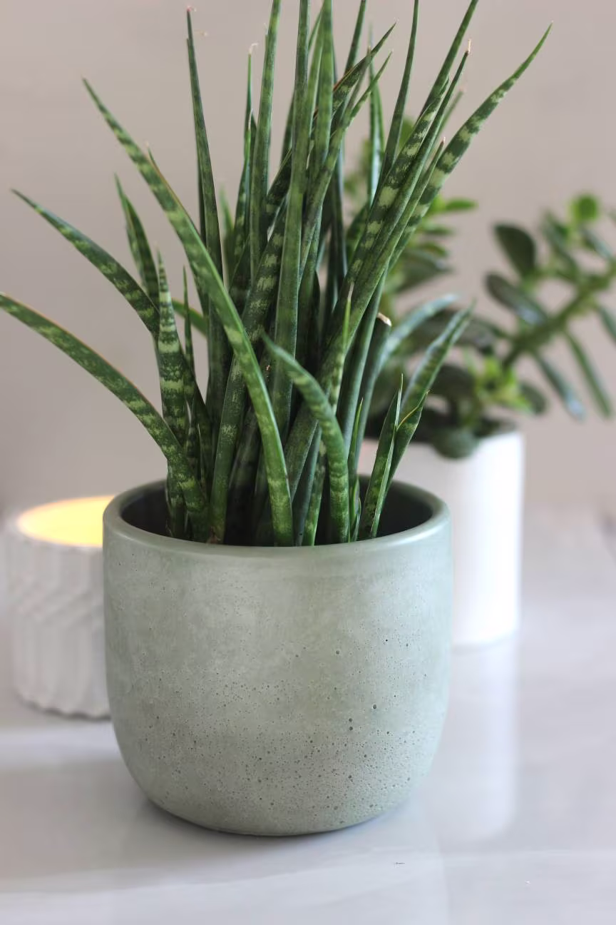 Plant Pot, Drainage Hole, Succulents, Flower Custom Color