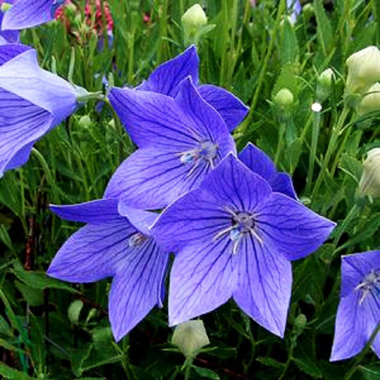 Balloon Flower Seeds Blue 50 Thru 500 Platycodon Mariestii