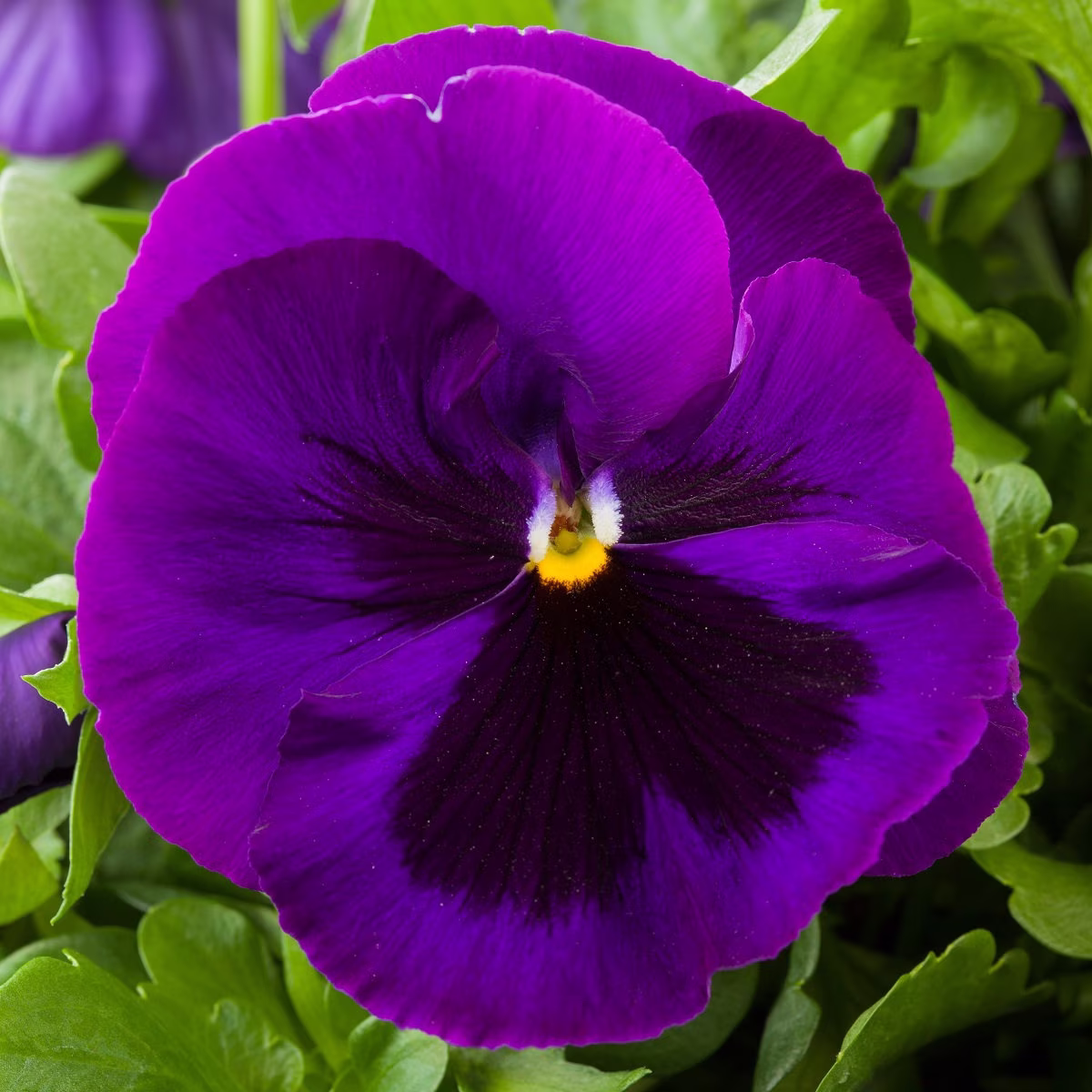 Pansy Seeds Majestic Giant Ii Purple Blotch 50 Thru 500 Viola