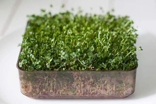 Vegetable - Organic Sprouting/Micro Green Seeds Broccoli Calabrese 220 Premium Quality Seeds