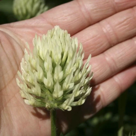 Wild White Clover Seeds Perennial Flowering Non Gmo For Planting | 202109
