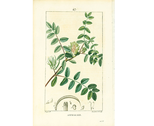 1814 Antique Astragalus Milkvetch Print Plant Natural History Botanical Vegetable Botany Wall Art Framing Home Decor