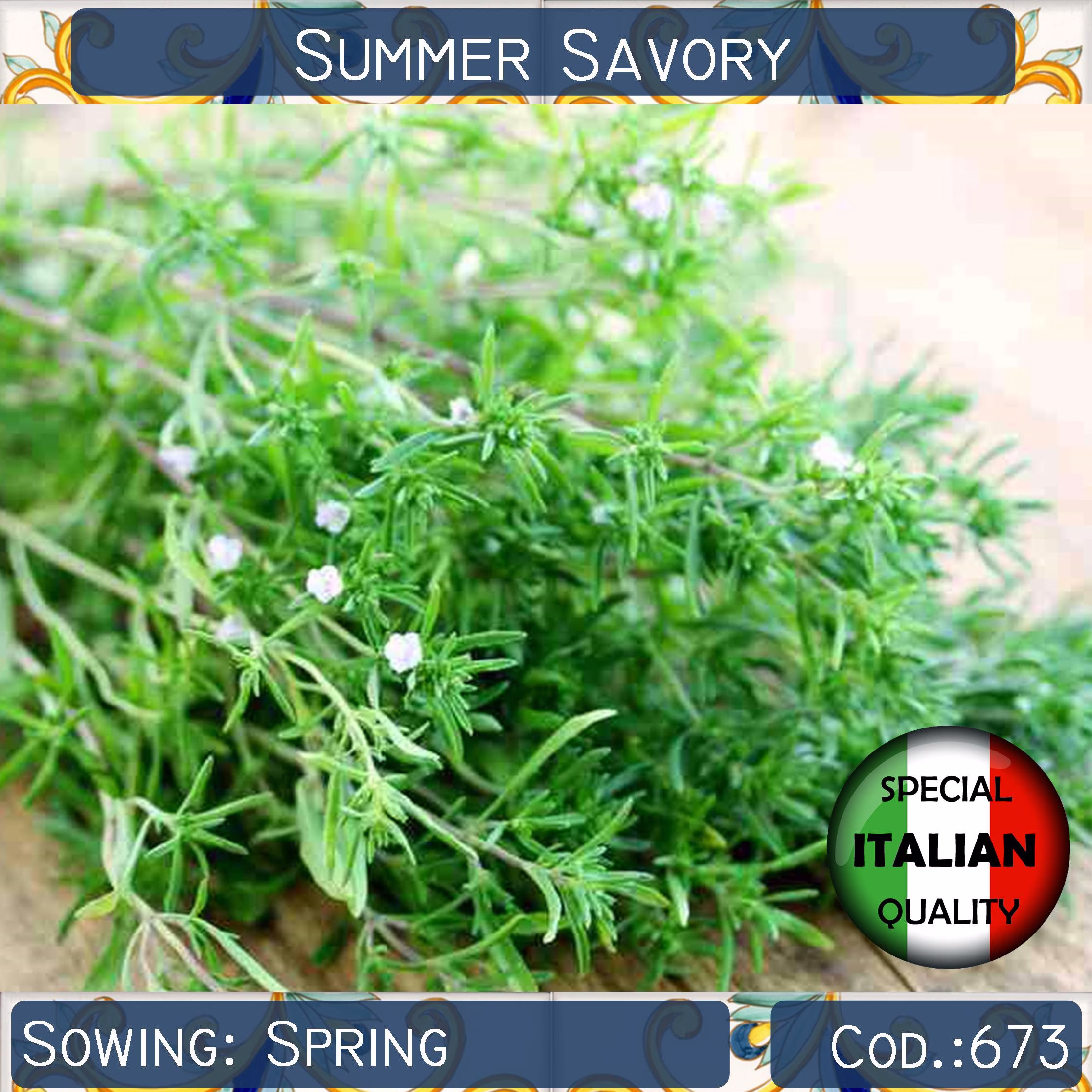 1000+ Summer Savory Seeds, Santureja Montana Italian Herb Rare Non Gmo, #673