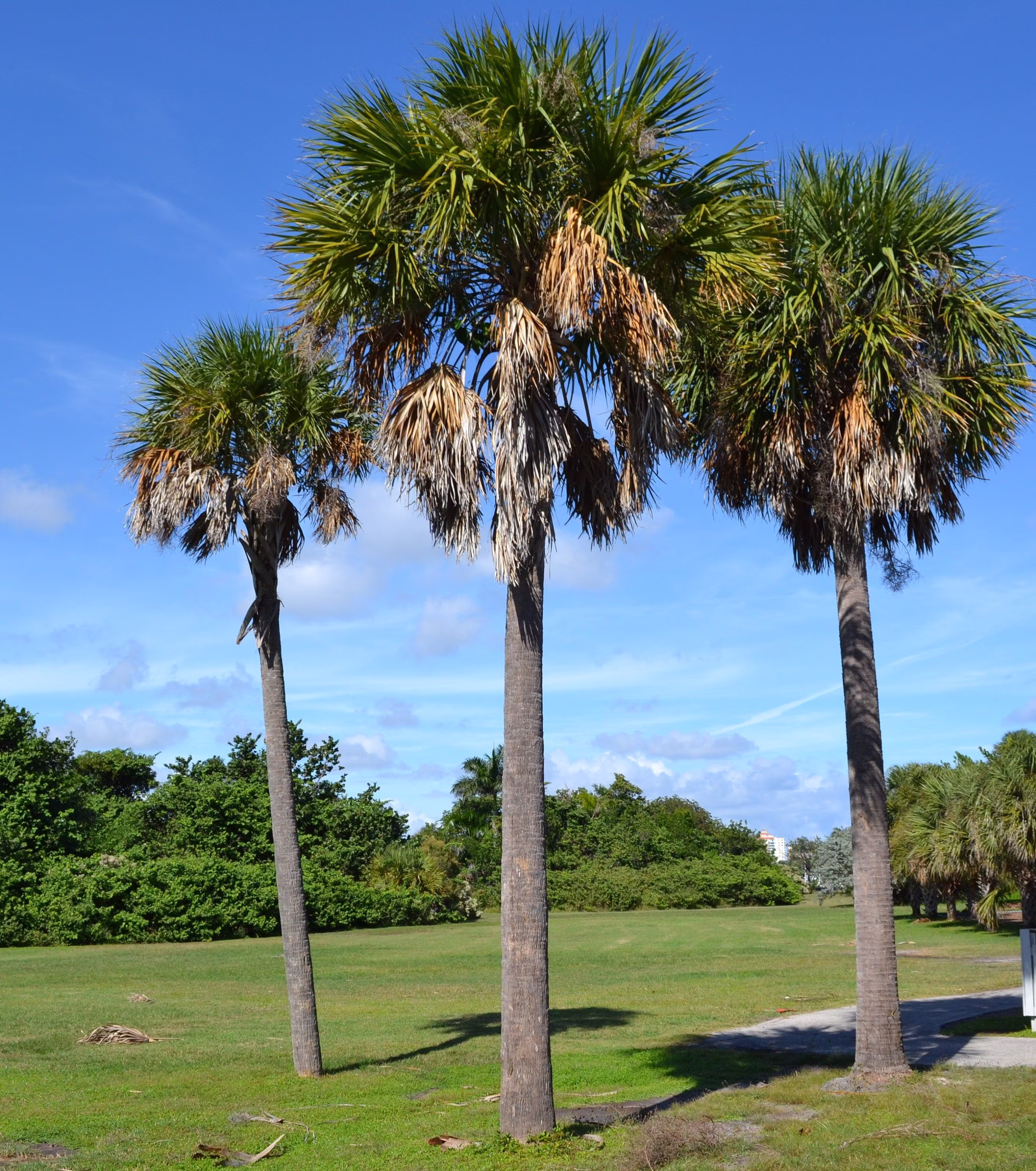 Sabal Cabbage Palm Tree | Sabal Palmetto Seeds