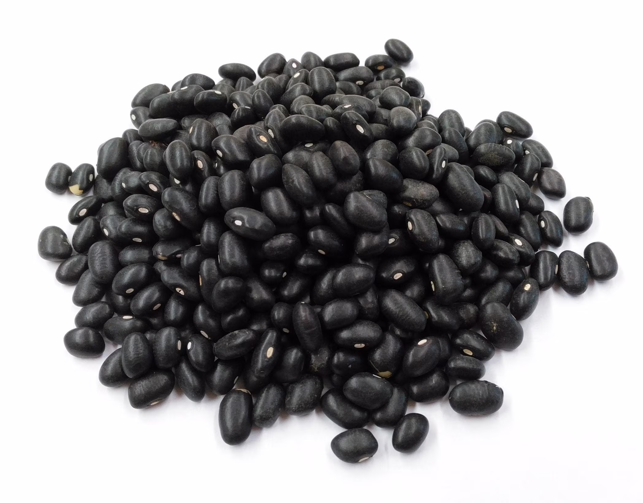 Black Turtle Beans Organic 100% | Free Shipping Holy Land Farms High Quality Legume