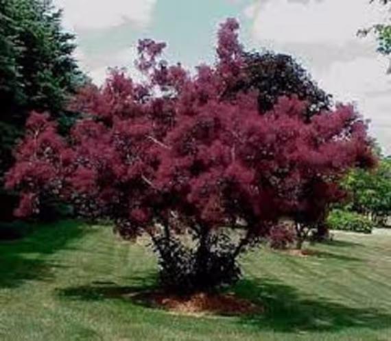 20 X Smoke Tree | Cotinus Coggygria Seeds