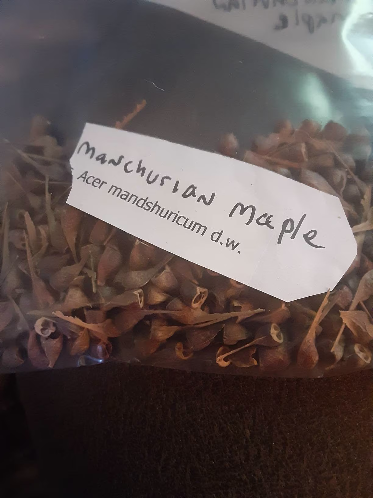 Manchurian Maple Tree Seeds