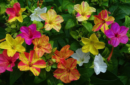 Mirabilis Seeds.mirabilis Jalapa, 1G Ukrainian Organic Seeds, Sw730