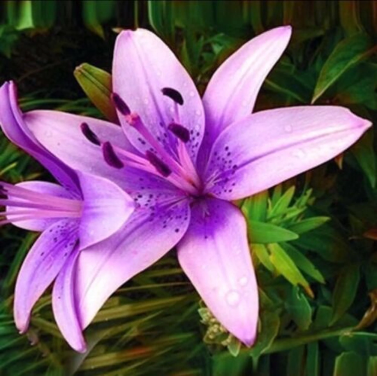 50Pcs Lily Plant Seeds Potted Bonsai Lilium Flower Perfume | Code 61