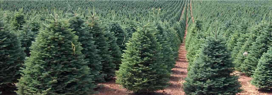 250 X Noble Fir Christmas Tree Seeds