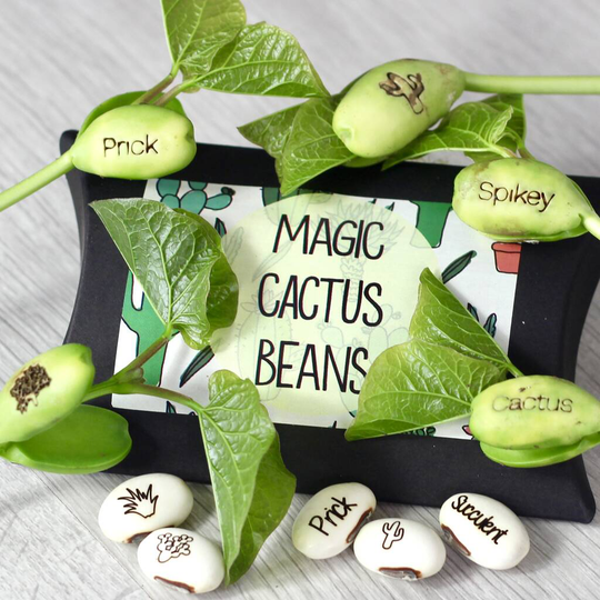 Magic Cactus Bean Grow Set