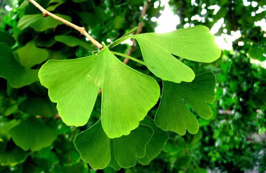 Ginkgo Biloba | Maidenhair Tree - 5 Seeds Easy To Grow