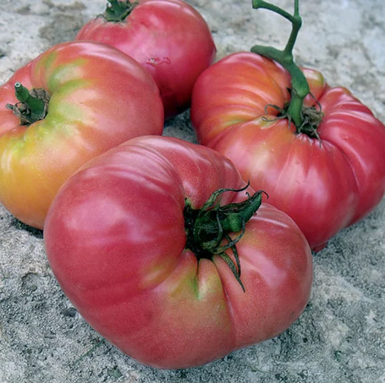 Tomato Kolb Vegetable Seed 15
