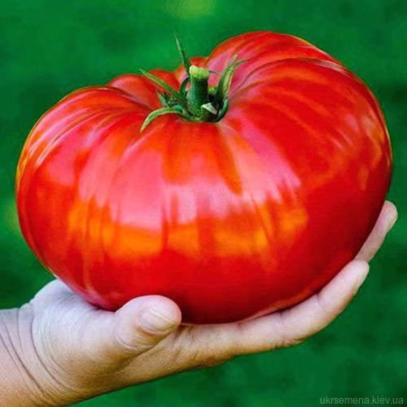 Rare Organic Vegetable Tomato Seeds "Hero