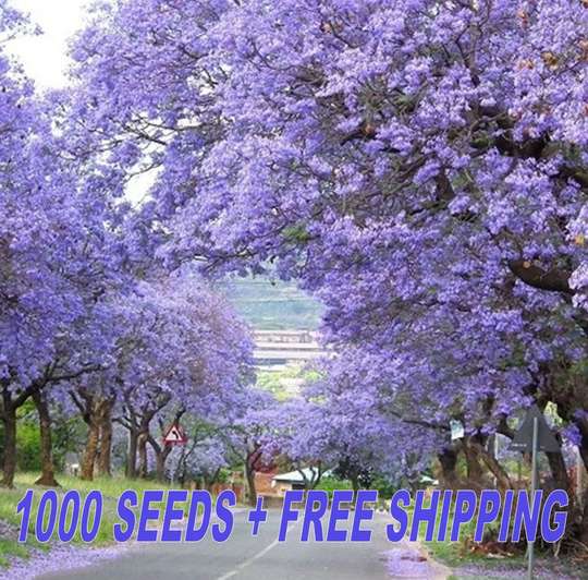 1, 000 Fresh Seeds - Empress Foxglove Tree/Princess | Paulownia Tomentosa UK Seller