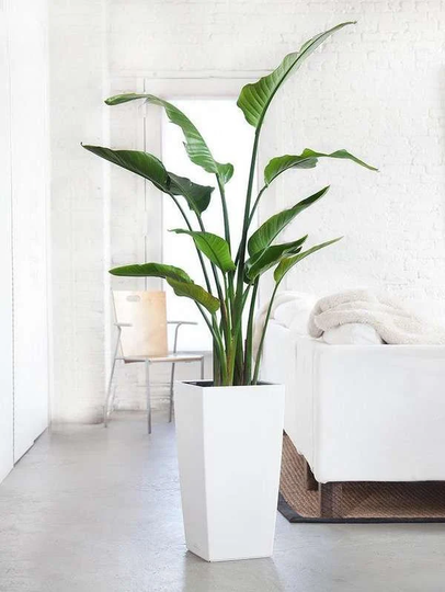 Boho Bird Of Paradise Seeds