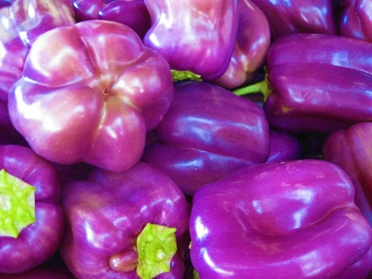 40 Organic Sweet Lilac Bell Pepper Seeds, Peppers, Capsicum Annuum
