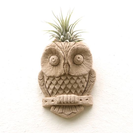 Little Owl Airplant Holder, Small Owl Planter, Air Plant Sculpture, Stone Wall Hanging, Athena Greek Myth