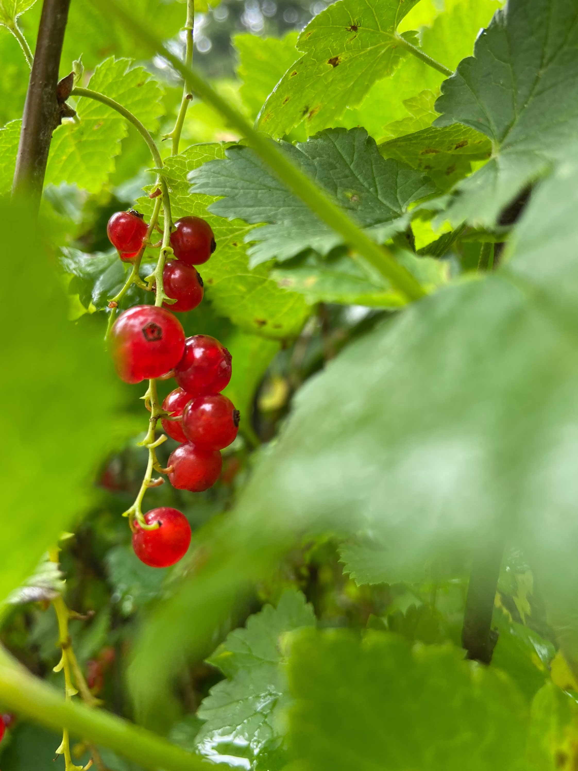 Red Current Seeds. 20 Seeds From 2021. Wild Food. Ribes Rubrum
