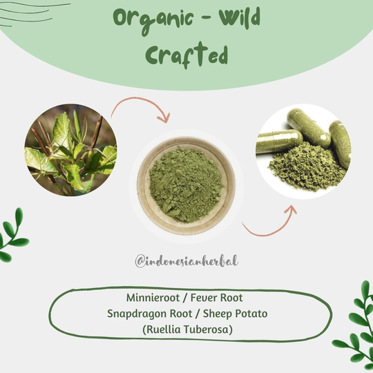 Powder/Capsules Minnieroot Fever Root Snapdragon Sheep Potato Ruellia Tuberosa Organic Wildcrafted Fresh Natural Herbs
