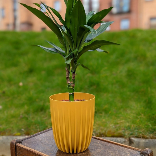 Mustard Yellow Plastic Plant Pot 15cm Round Garden Planter Cover Decor