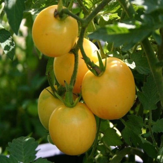 Garden Peach Tomato Seeds - Open-Pollinated For Seed Saving Non-Hybrid & Non-Gmo Canada Heirloom Vegetable