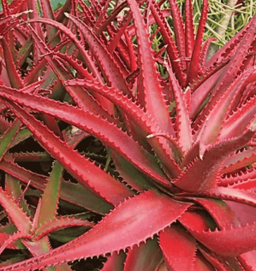 Red Aloe Cameronii Seeds -Rarely Offered - 10 X Seeds- Easy Colouration Succulent