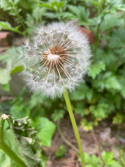 Dandelion Seeds. 50-70 Taraxacum. Salad Greens. Wine. Goose Food