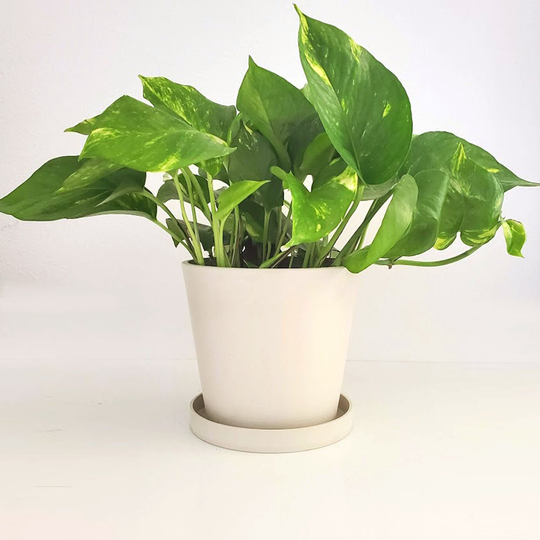 Lily - Circular Composite Planter With Saucer White Countertop Windowsill