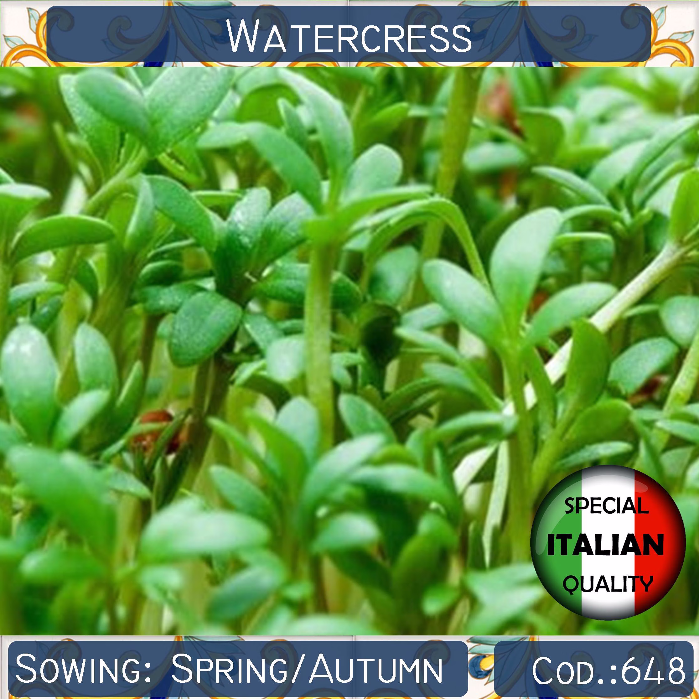 900+ Seeds Italian Watercress, Herb Garden Seeds, Culinary Herb Non Gmo, #648