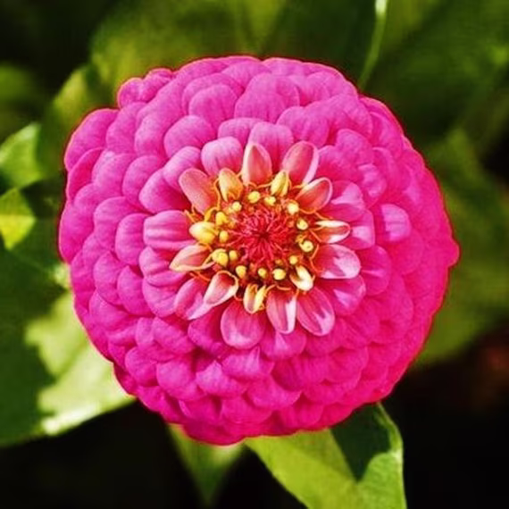 Zinnia Lilliput Purple Flower Seed 50