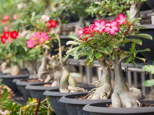 Adenium Obesum 5 Seeds, Fresh, Easy To Grow
