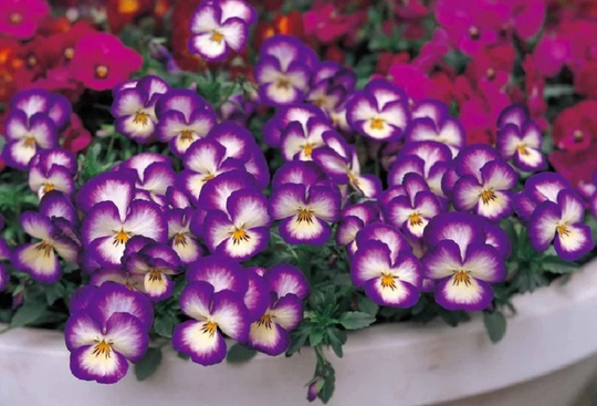 Pansy Seeds Ultima Radiance Violet 50 Thru 500 Viola