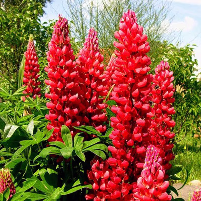 Flower Seeds Lupine Red