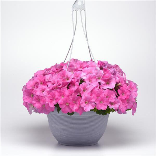 Petunia Seeds Easy Wave Pink 100 Thru 500 Pelleted Bulk