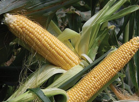 Golden Bantam Organic Corn Seeds, Corn, Early Crop Delicious Sweet Tender Easy To Grow, Long Ear Roasting