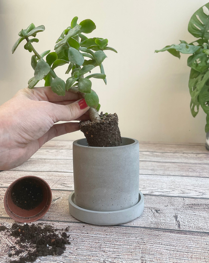 Concrete Pot | Indoor Planter Pen Desk Tidy Makeup Brush Holder Vessel Housewarming Gift Plant