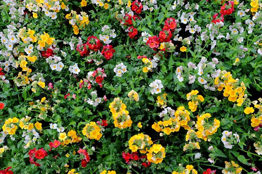 Nemesia Carnival Mixed Seed Approx. X200 Seeds