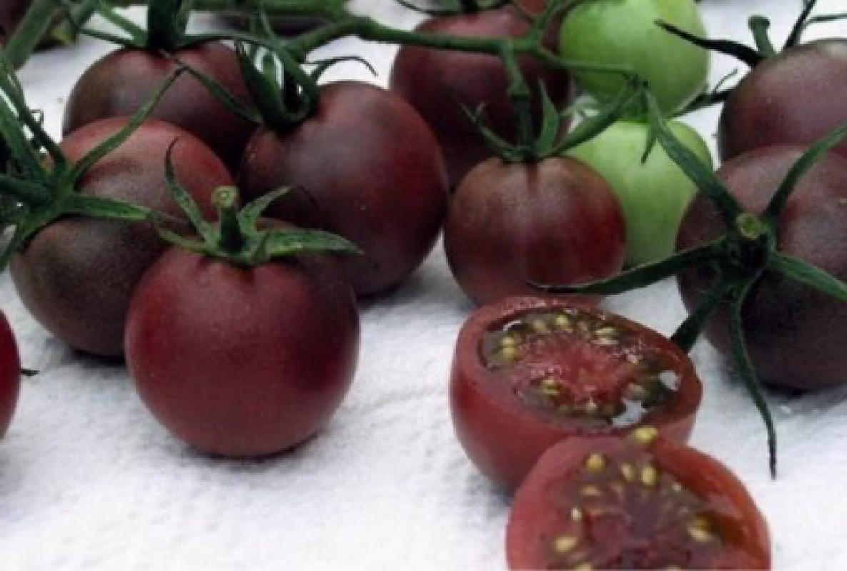 Rare Ukrainian Organic Heirloom Vegetable Cherry Tomato Seeds "Black Chocolate