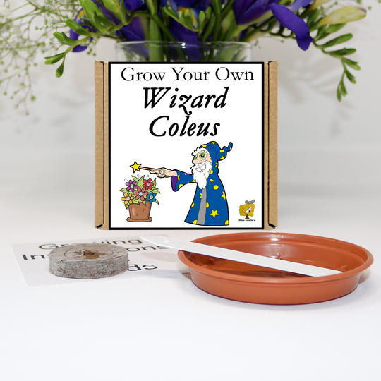 Grow Your Own Wizard Coleus Plant Kit. Unusual, Gardening Gift, Birthday, Kids, Children, Him, Her, Seeds, Teacher Gift