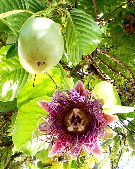 Passiflora Quadrangularis 5 Seeds Rare Passion Fruit The Giant Granadilla Sweet