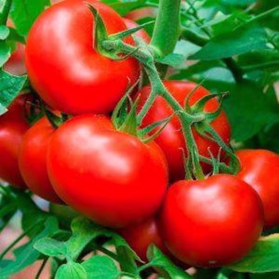 Tomato Seeds Volgogradsky/323
