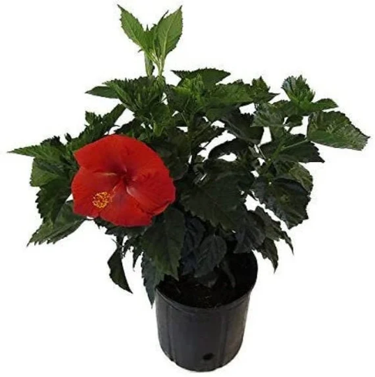 Hibiscus Live Plant Large, 10