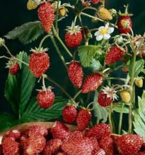 strawberry Mignonette Seeds