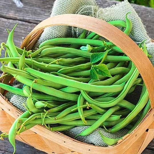 Contender Bush Bean Seeds - Green Beans - Vegetable Seeds