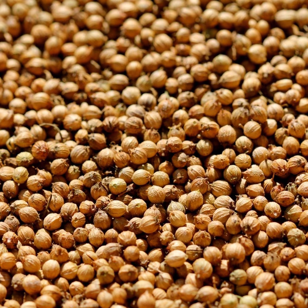 Organic Non Gmo 100 Cilantro/Coriander Seeds, Heirloom Seeds 2021