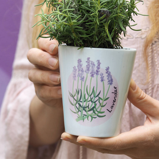 Lavender Plant Pot Gift
