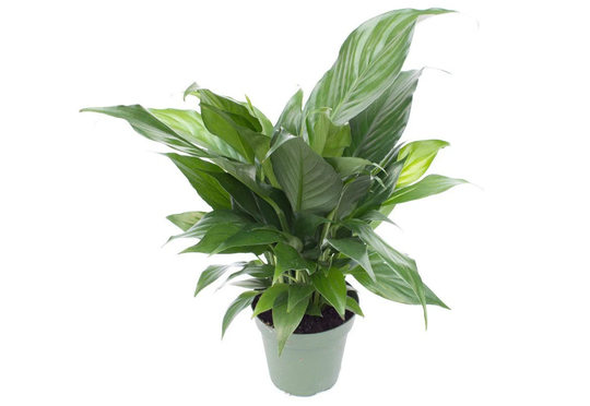Spath Peace Lilly 4